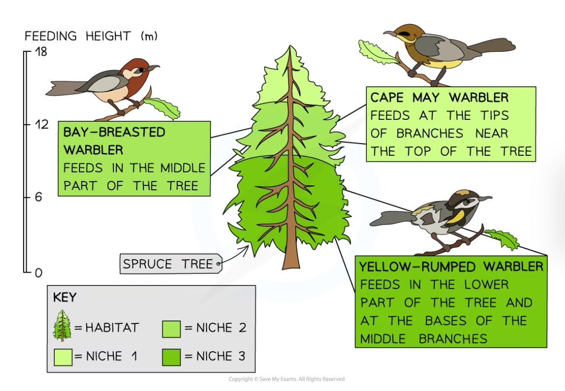 * There will be slight differences in their role
  * Eg: they might feed at different times of the day or have different food sources