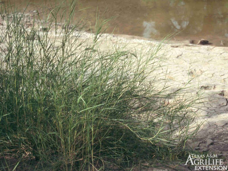 Inland saltgrass