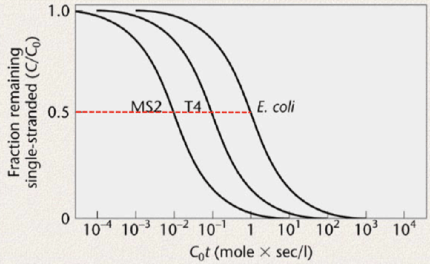 <p>The smaller the genome size, the faster the renaturation.</p>