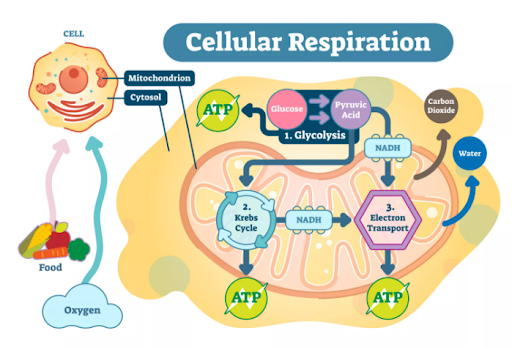 <p>Glycolysis, Krebs Cycle and the Electron Transport Chain (ETC).</p>