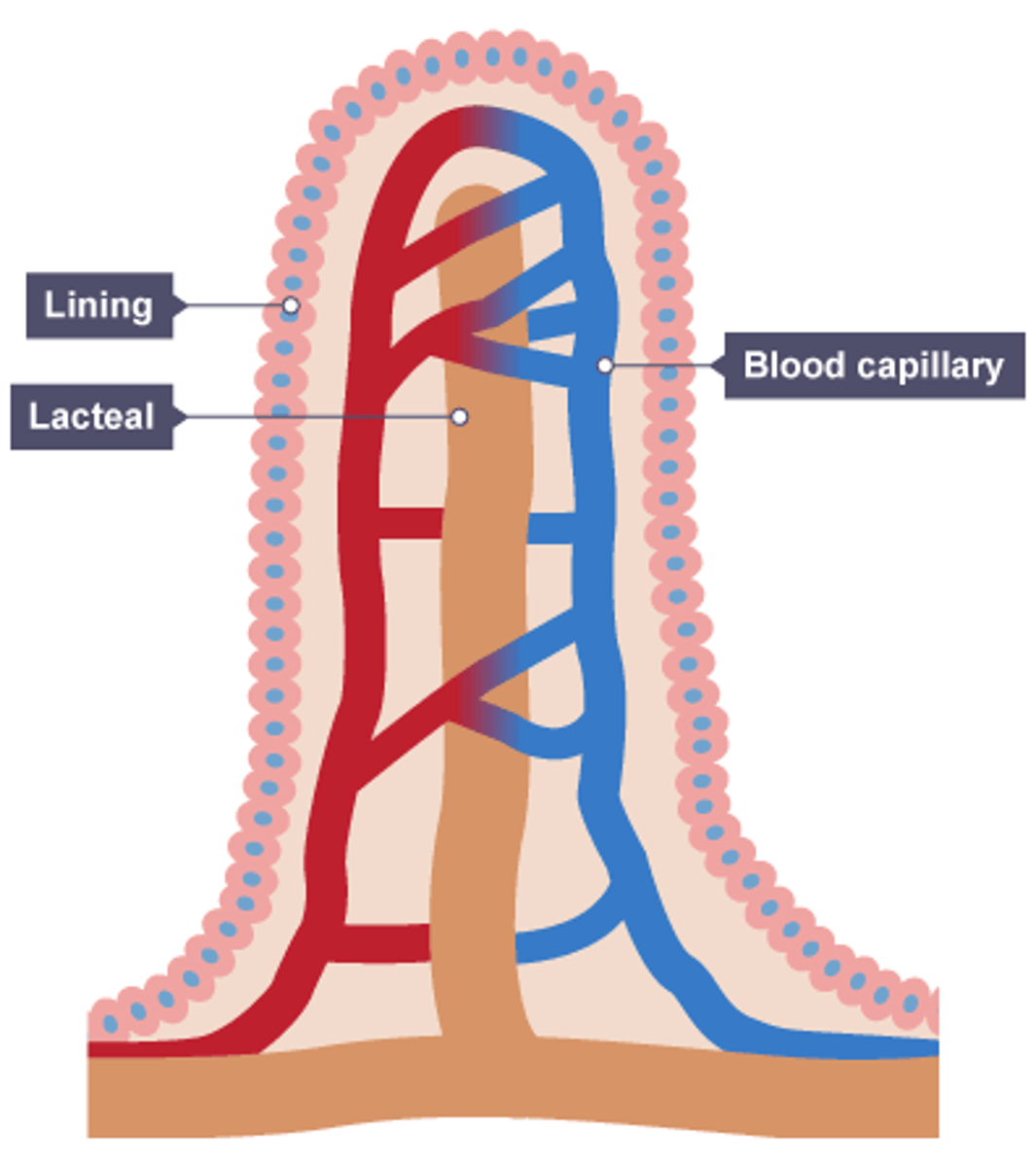 <p>Internal membrane = increases surface area for food absorption</p><p>Capillary network = transports nutrients through the blood to cells</p><p>lacteal = absorbs dietary fats</p>