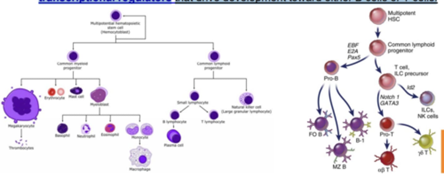 <p>- <span class="bgB">multipotent stem cells</span> in the <span style="text-decoration:underline">fetal liver</span> (before birth) and <span style="text-decoration:underline">bone marrow</span> (after birth) known as <strong><span class="bgP">hematopoietic stem cells</span></strong> give rise to <span style="text-decoration:underline">all lineages of blood cells, including </span><strong><span style="text-decoration:underline"><span class="bgB">lymphocytes</span></span></strong></p><p></p><p>- Commitment of common lymphoid progenitors to the B or T cell lineage depends on <strong>transcriptional regulators</strong> that <span style="text-decoration:underline">d</span><strong><span style="text-decoration:underline">rive development</span></strong><span style="text-decoration:underline"> toward either B cells or T cells.</span></p>