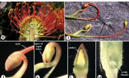 <ul><li><p>perianth uniseriate</p></li><li><p>sepals 4</p></li><li><p>stamens 4</p></li><li><p>ovary superior</p></li><li><p>unicarpellous</p></li></ul><p></p>