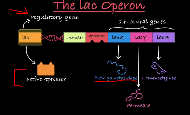 <p><strong>Negative Inducible Control</strong><br>āRegulator protein is an inhibitor<br>āAllolactose acts as an inducer by inactivating the inhibitor</p><p><strong>Positive Control</strong><br>āCAP combined with cAMP enhances transcription</p>