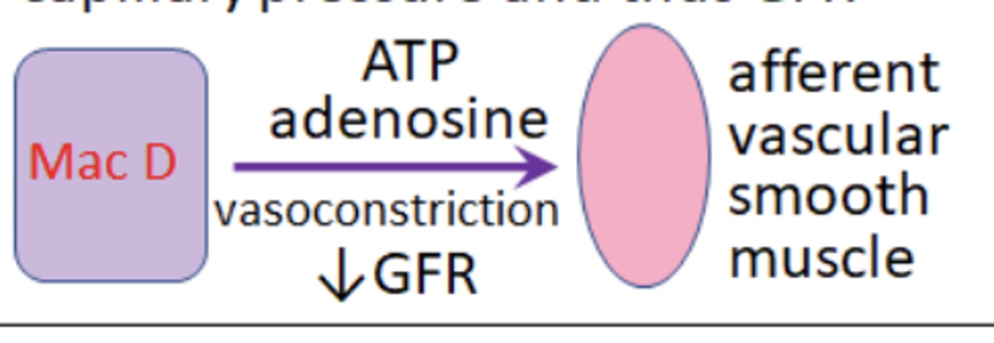 <p>Macula densa cells scerete ATP and adenosine that signal to P2X receptors on the afferent arterioles causing constriction of the vessel, reducing blood flow, decreasing capillary pressure and thus GFR</p>