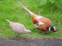 - distinct different in size or appearance between the sexes of a species
- key component of sexual selection because these traits often aid in competition or are selected by the opposite sex to pass onto offspring 
- ex. male birds of prey often have beautiful coloring, but the females are rather plain. female praying mantasis are much bigger than their male counterpart