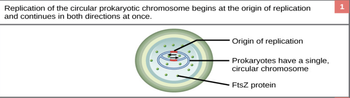 <ul><li><p>The <strong>single circular DNA</strong> molecule in the bacterial cell is <strong>copied</strong>.</p></li><li><p>Each copy will go to one of the new cells.</p></li></ul><p></p>