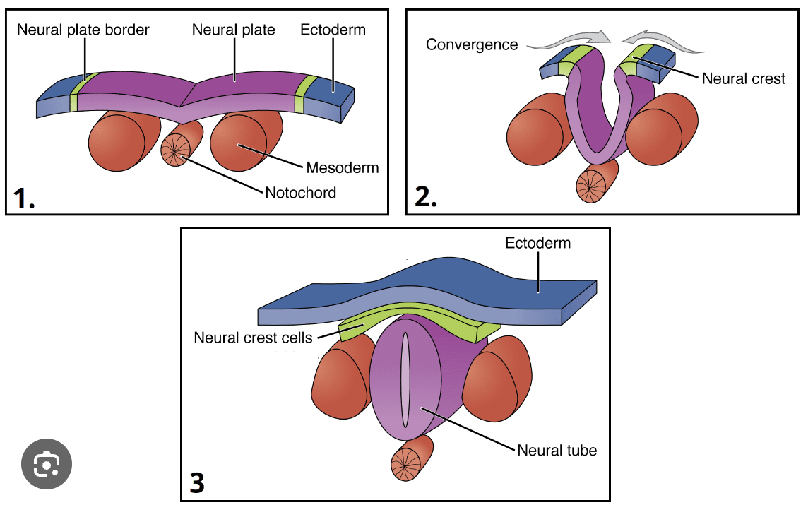 <ol><li><p>ectoderm tissue differentiates to form neural plate and neural plate border- notochord derived from mesoderm tissue</p></li><li><p>neural plate folds inwards and downwards, notochord pushed downwards</p></li><li><p>neural tube closes to form neural crest, which will differentiate into peripheral nervous system</p></li><li><p>mesoderm differentiates into somites (which will become bones and muscles), neural tube forms spinal cord, notochord degenerates into spinal disks</p></li><li><p>the whole tube becomes the brain at one end and the spinal cord at the other</p></li></ol>