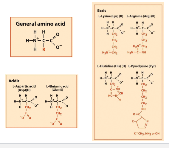 <ul><li><p>AA help by petide bonds due to condensation reaction</p></li><li><p>peptide= sequence of AA</p><ul><li><p>has partial double bond character due to resonance</p></li><li><p>free rotation occurs between a-carbon and peptide unit</p></li><li><p>trans and cis config possible due to rigid peptide bond</p></li></ul></li></ul><p></p>