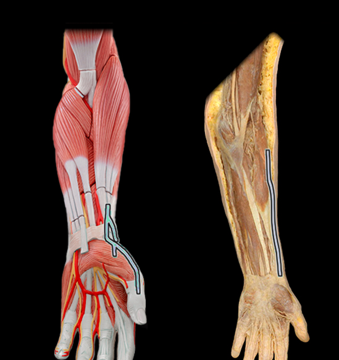 knowt flashcard image