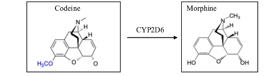 <p>Consider the example in class of the metabolic conversion of codeine to morphine…</p><p>A genotype extensive CYP2D6 metabolizer has, in the past, taken the typical recommended dose of codeine and achieved typical pain reduction.  2 months after he was diagnosed with major depression and prescribed daily fluoxetine, he re-injured his knee and started again taking the same dose of codeine.  However, the codeine did not relieve his pain.  Which of the following is the most probable answer to explain why?</p>