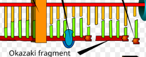 <p>short segments of DNA that are synthesized to produce the lagging strand during DNA replication.</p>