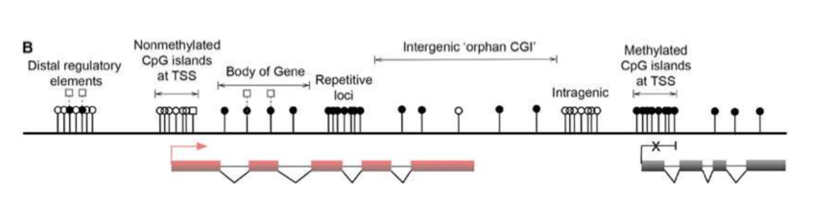 <p>Gene bodies are often methylated with higher DNA methylation at exons than introns </p><p>5hmC is present at expressed gene bodies (white square at body of gene)</p><p>key:</p><ul><li><p>white circles: nonmethylated CpGs</p></li><li><p>black circles: methylated CpGs (5mC)</p></li><li><p>white squares: hydromethylated CpGs (5hmC)</p></li><li><p>red boxes: active and transcribes exons</p></li><li><p>grey boxes: inactive and silenced exons</p></li><li><p>red arrow: active transcriptional state</p></li><li><p>black cross: inactive transcriptional state</p></li></ul><p></p>