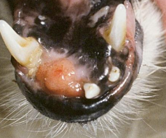 <p>any place in oral cavity, </p><p>most commonly along gum line, </p><p>hard palate, soft palate, frenulum, cheeks </p>