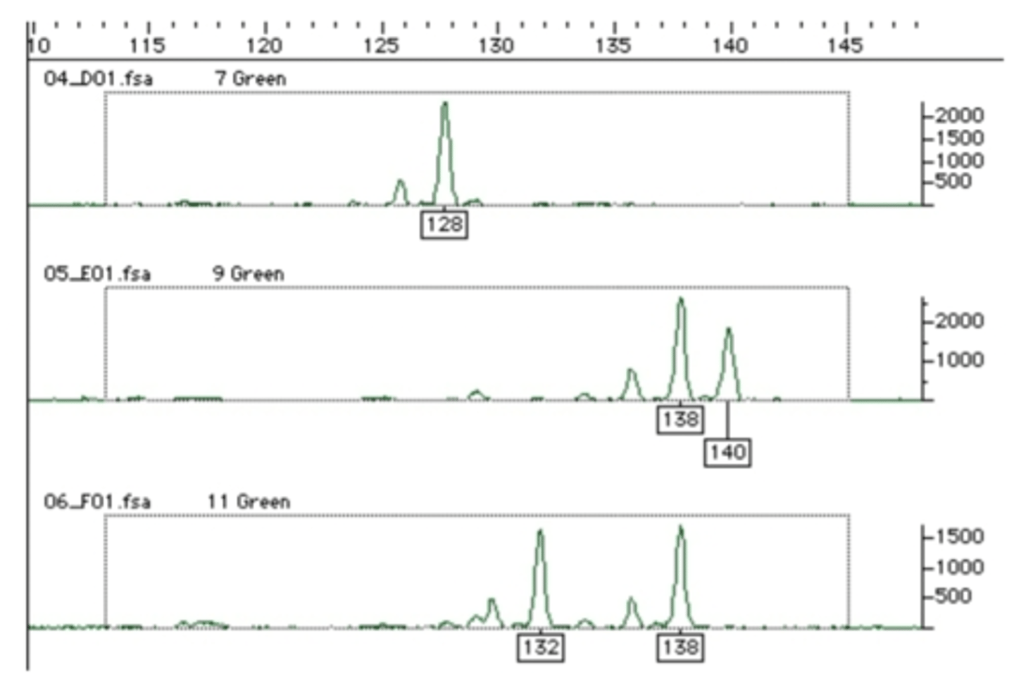 <p>- one peak: homozygous for 128 bp (first graph)</p><p>- 128 would be the true allele</p><p>- smaller peak would have skipped over a base pair resulting in it being smaller</p><p>- multiple peaks: heterozygous for 138 and 140 base pairs (second and third graph)</p><p>- each true allele would have a 2 base pair band (smaller peak behind it)</p><p>- small peaks are from DNA polymerase making mistakes - adding or taking away repeat units</p>