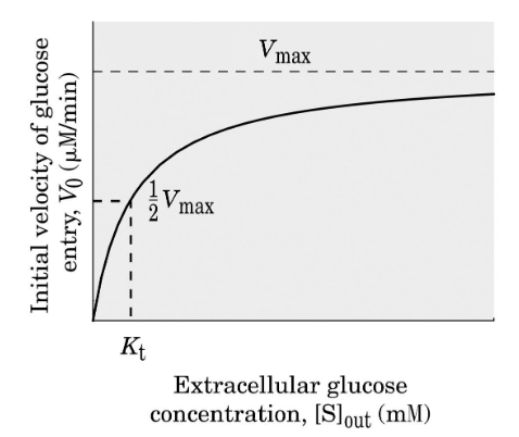 <p>Enhances diffusion of glucose by 50,000 fold; Highly specific for D-glucose over L-glucose, mannose, galactose</p><p>Kinetics of glucose transport are enzyme-like; Rate as a function of solute concentration can be saturated. Suggests a distinct binding site and mechanism of transport. </p>
