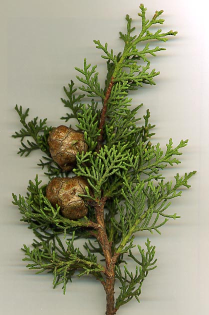 <p>Cupressus sempervirens</p>