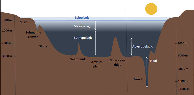 <p>a very gentle slope less than 1 degree toward the mid-ocean ridge </p>