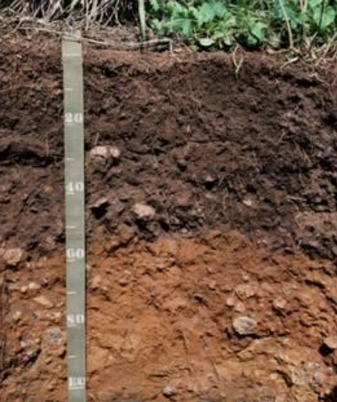 <p>what are the layers of soil from top down?</p>