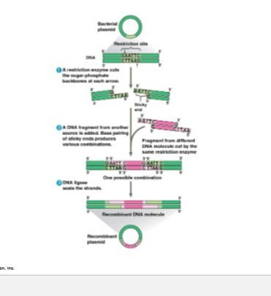 <p>A molecule that contains DNA from two different sources.</p>