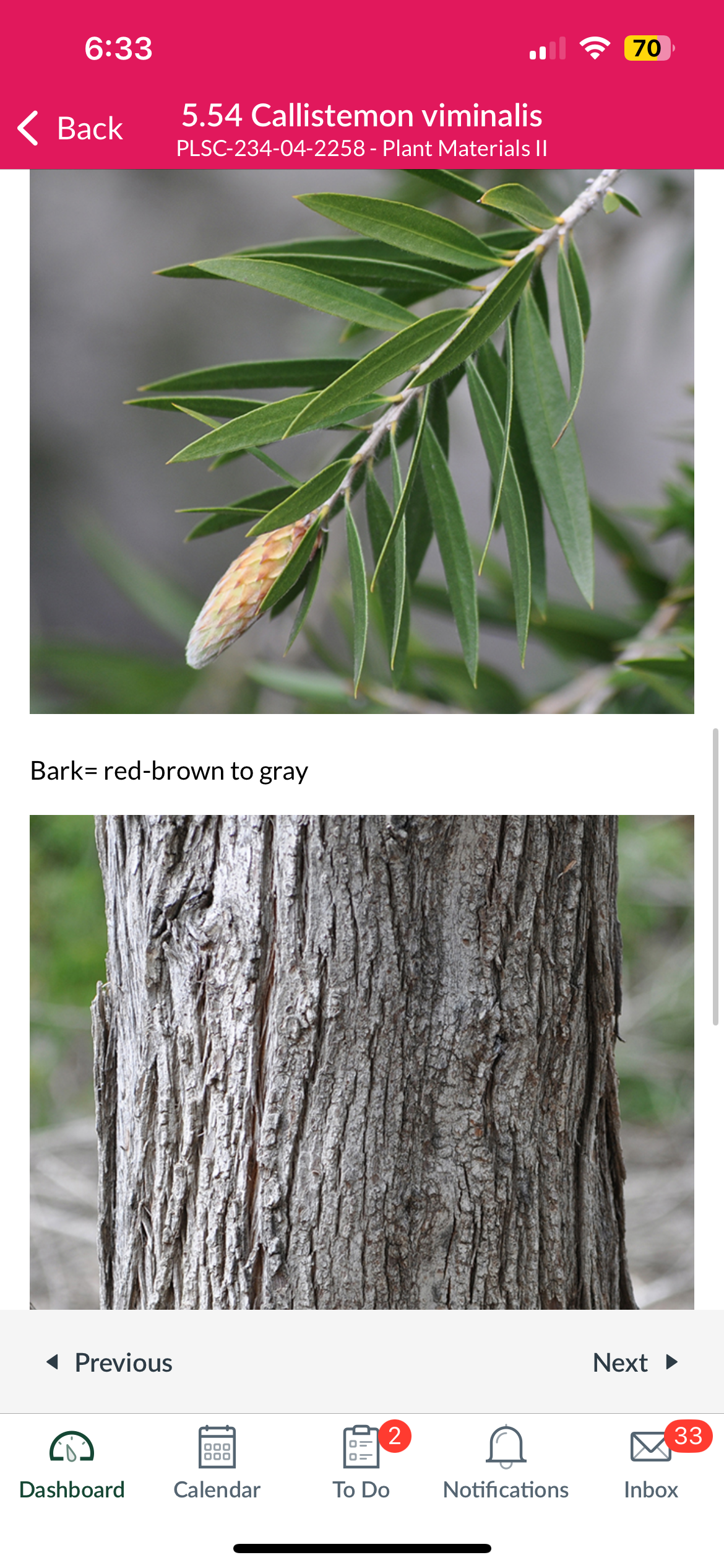 <p>Weeping bottlebrush </p>