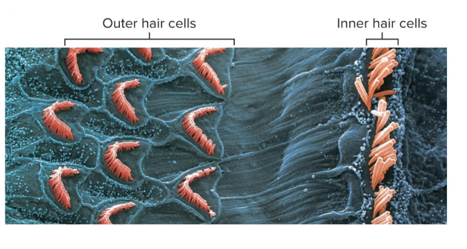 <p>One row of about 3,500 cells</p><ul><li><p>Provides for hearing </p></li><li><p>cannot tell difference between sounds like outer hair cells</p></li></ul><p></p>