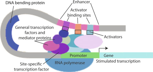 a diagram showcasing multiple transcription factors being bound to the promoter region of the lac operon