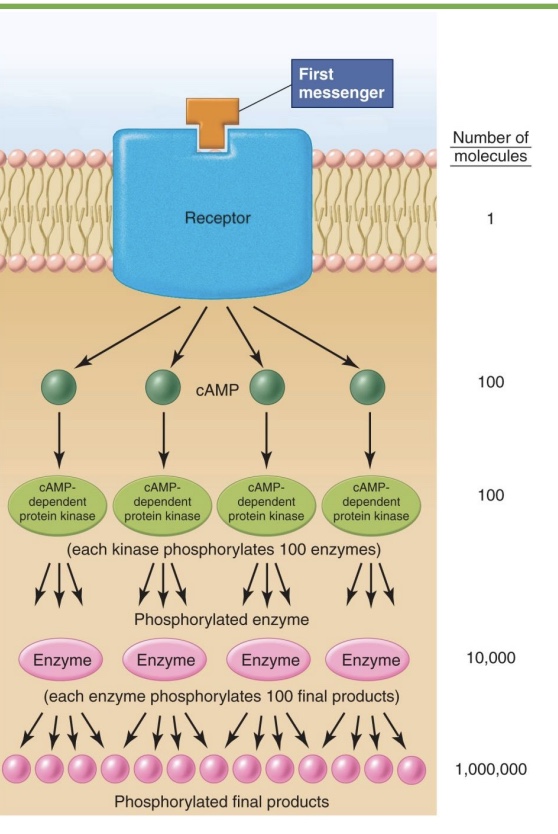 <p>-purpose of 2nd messengers</p><p>-low [ ] of 1st messenger (stays outside, water soluble) leads to lots of the final product</p><p>-ex: NT and synapse; hormones in blood</p>