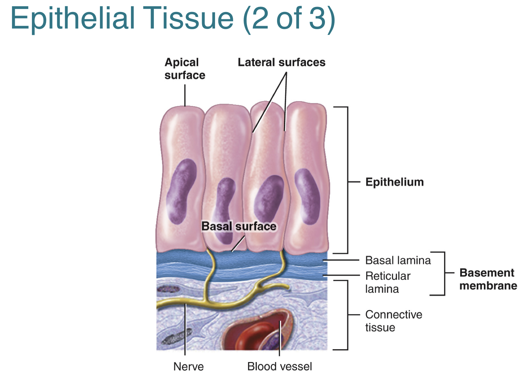 <p>The <strong>epithelial tissue</strong> is a continuous sheet of cells that form protective barrier on body surfaces and passageways.</p><p></p><p>The three structural components of the epithelial tissue include: </p><p><strong>1.) Apical surface:</strong> free surface facing outwards towards the body cavity, lumen, or surface</p><p><strong>2,) Basal surface:</strong> Opposite side of the apical surface, that is deep into the cell and is connected to the basement membrane</p><p><strong>3.) Basement membrane:</strong> extracellular material that attaches the epithelial tissue to underlying connective tissue</p>