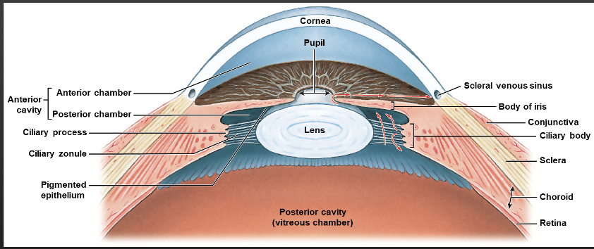 <p>Vitreous humor</p>