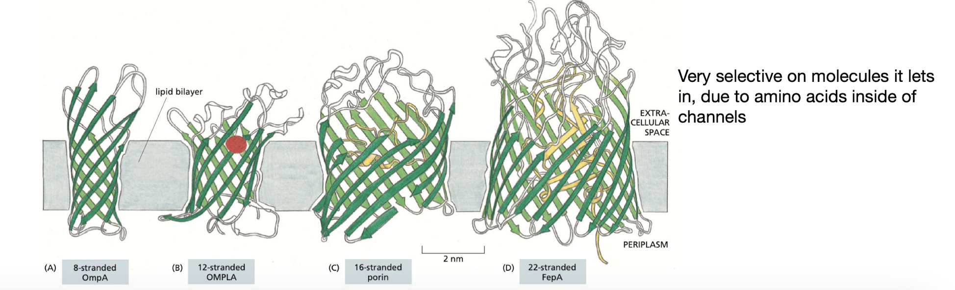<p>No. Beta barrel membrane proteins form together only as a cylinder.</p><ul><li><p>size and shape is highly variable to allow certain hydrophilic molecules to enter/exit the cell</p></li></ul>