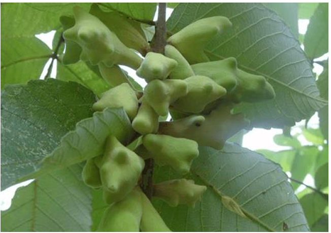 <p>Câu 6. Thành phần chính của <strong>ngũ bội tử</strong> là:</p>