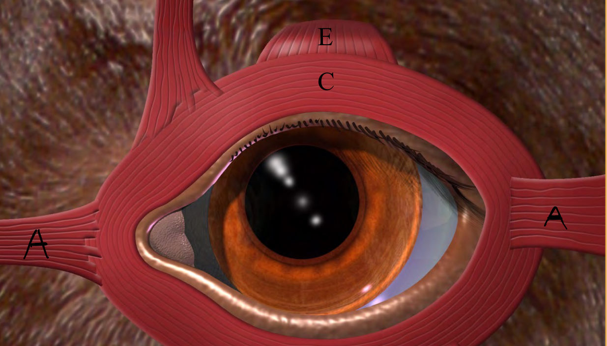 <p>label the muscles of the eyelid</p>
