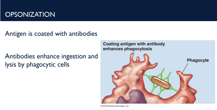 <p>Antibodies tag foreign cells and molecules for destruction. One of the way it does it is through opsonization. Describe this process.</p>