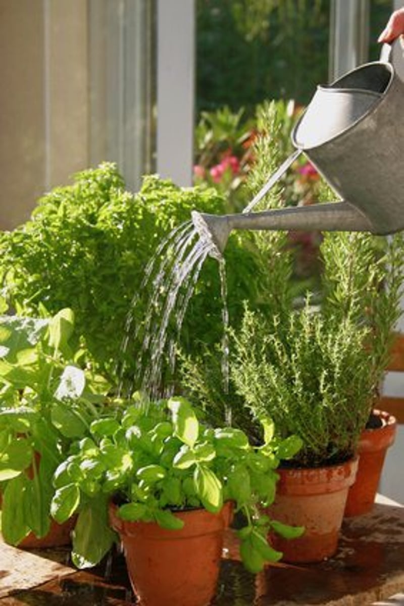 <p>to water the plants</p>