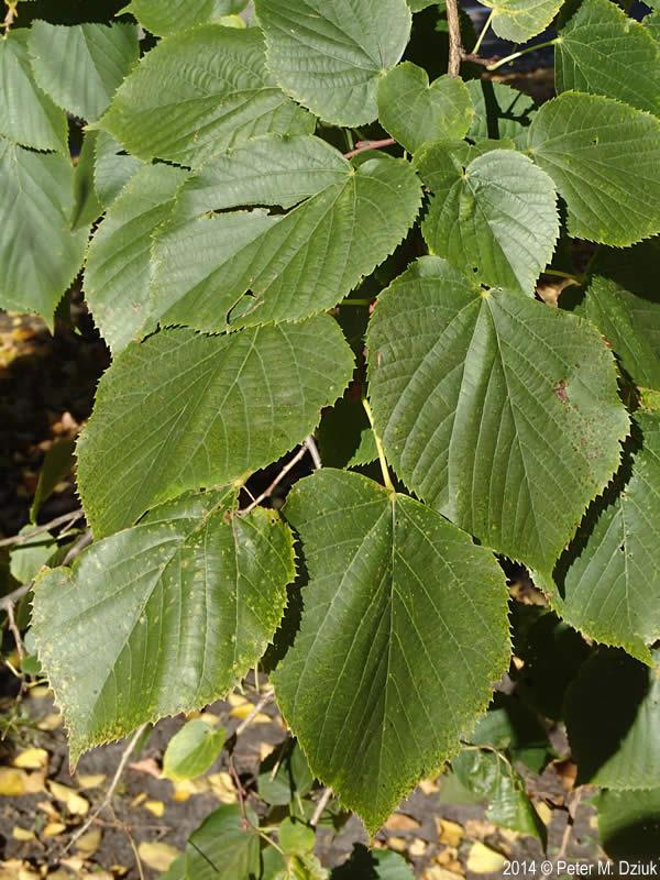 <p><em>Tilia americana</em></p>