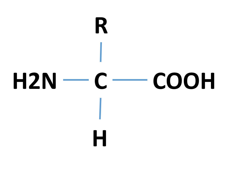 amino acids, dipeptides and polypeptides Flashcards Knowt