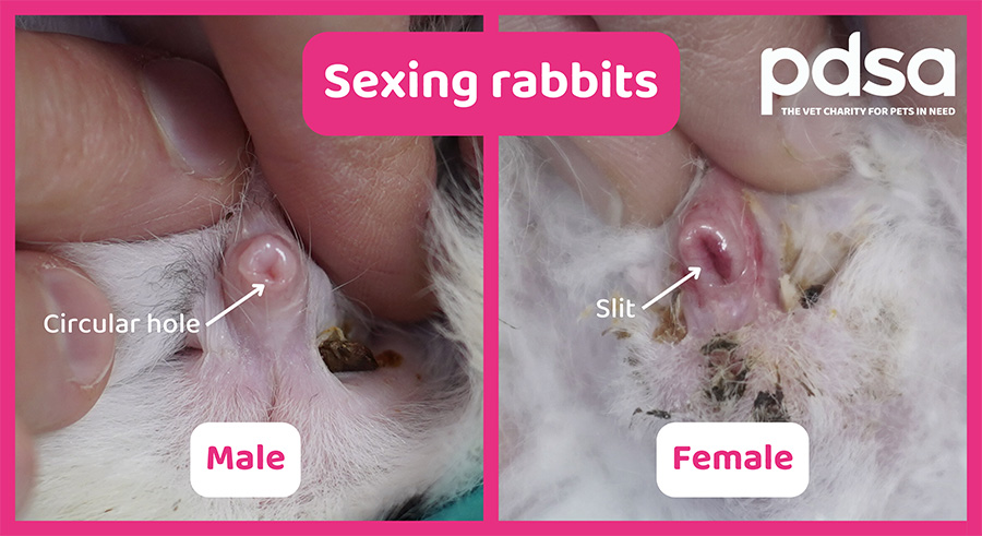 <ul><li><p><span style="color: red;"><strong>apply pressure in front of the genital opening.</strong></span> if male the penis is extruded but if female only a vulval sits visible</p></li></ul><p></p>