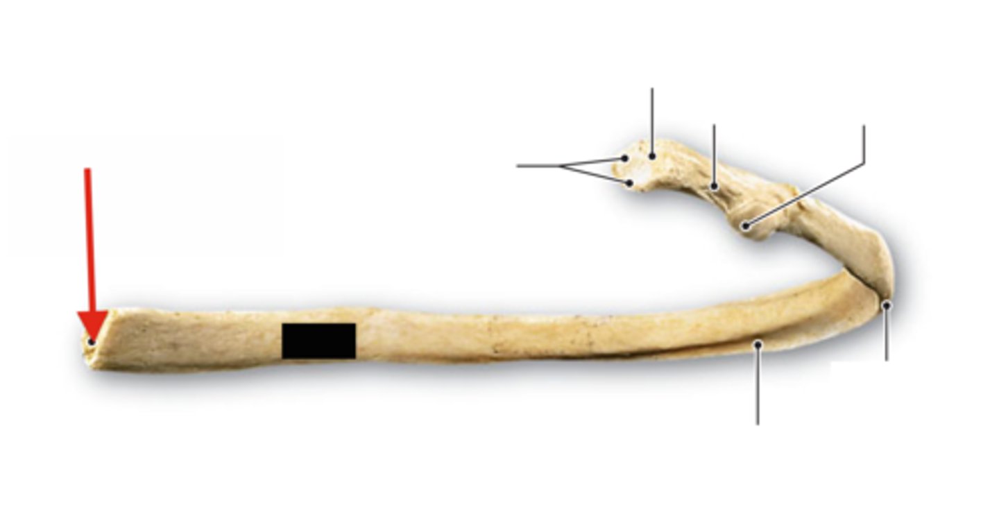 <p>opposite of head, connects to cartilage</p>