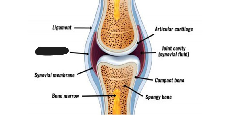 <p><span style="background-color: transparent;"><span>A thin, strong layer of connective tissue containing synovial fluid in freely moving join.</span></span></p>