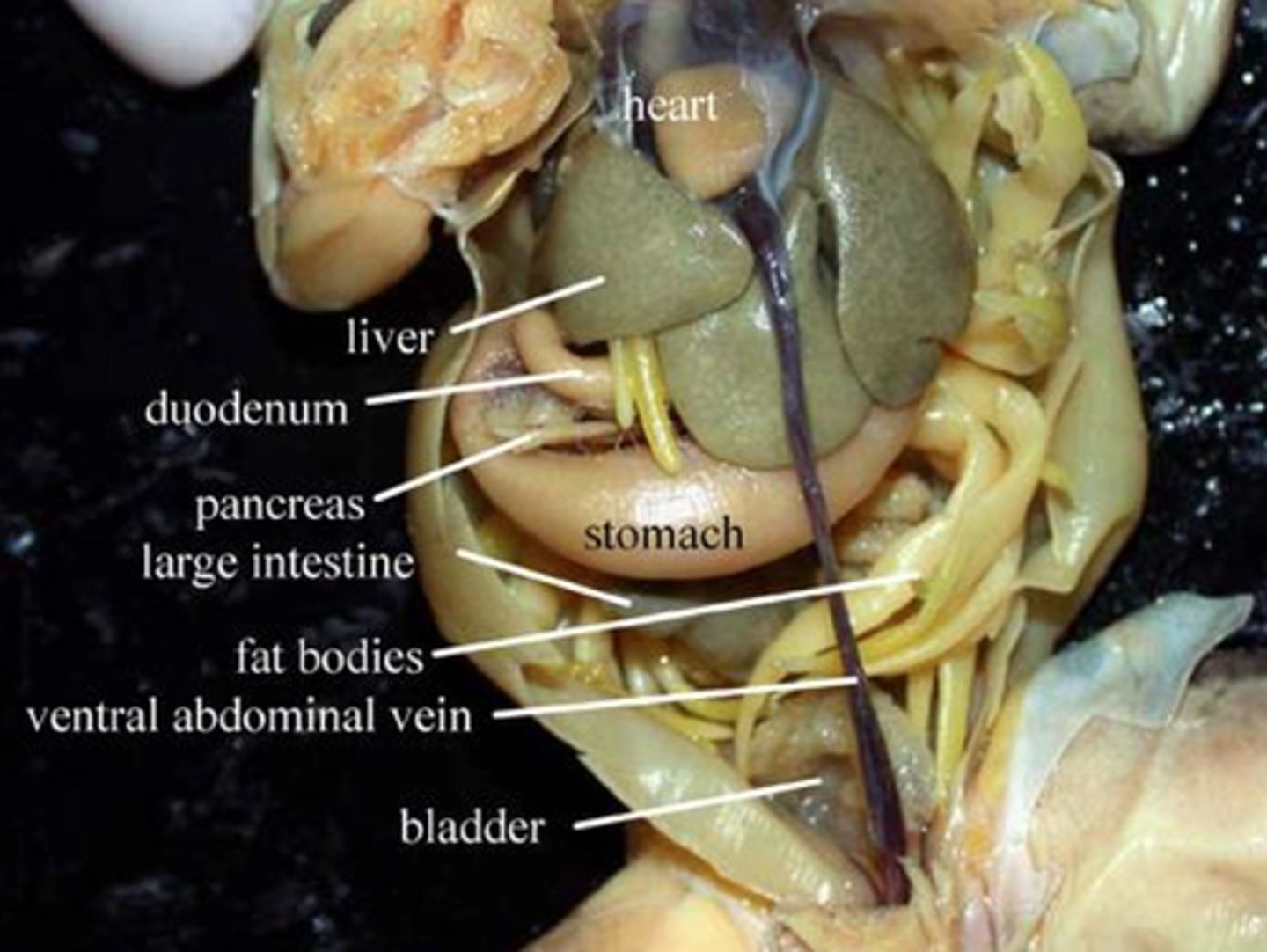<p>frog dissection</p>