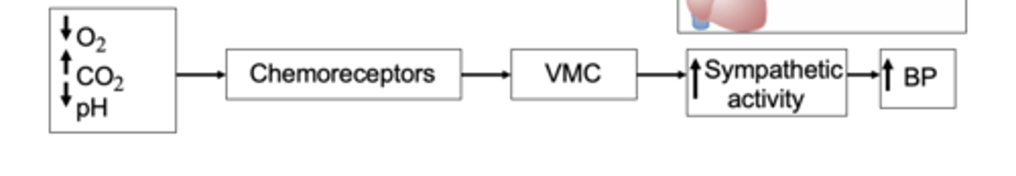 <p>When are chemosensors stimulated? </p>