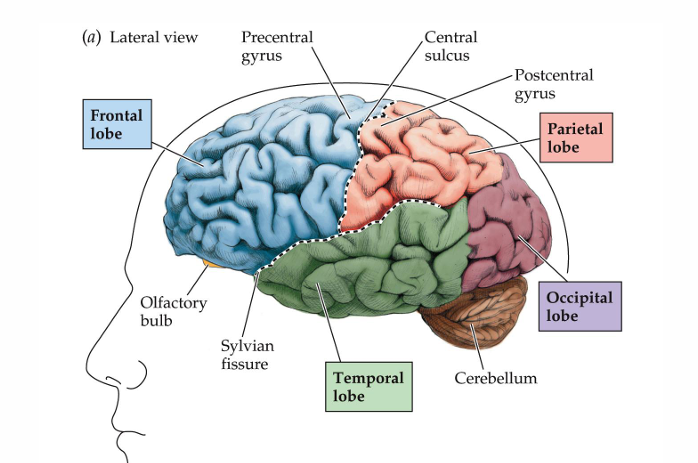 <ul><li><p><strong>Frontal Lobe</strong>: Involved in decision-making, movement, and planning.</p></li><li><p><strong>Parietal Lobe</strong>: Processes sensory information like touch and spatial awareness.</p></li><li><p><strong>Occipital Lobe</strong>: Primary center for visual processing.</p></li><li><p><strong>Temporal Lobe</strong>: Involved in hearing, language comprehension, and memory.</p></li></ul><p></p>