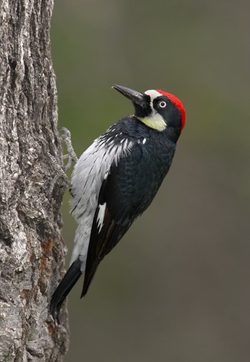 knowt flashcard image