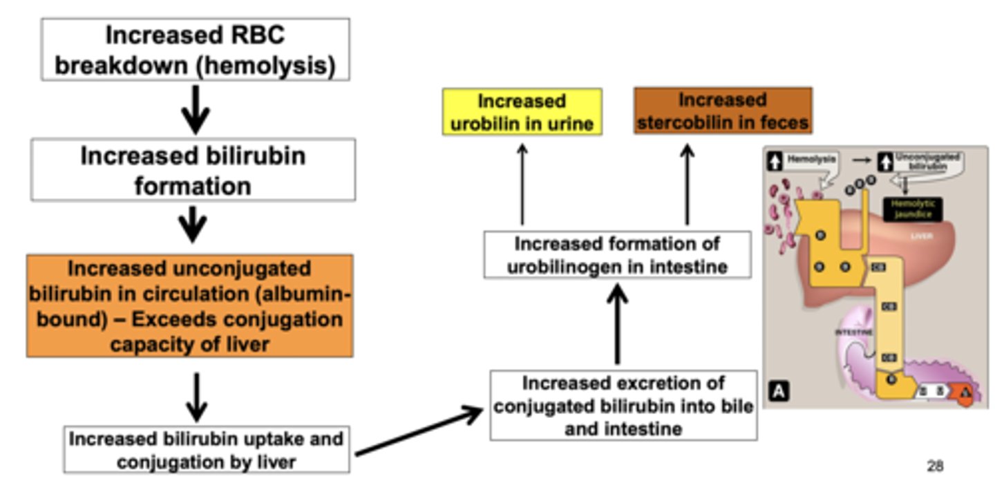 <p>Pre-hepatic = hemolytic conditions, thalassemia (typically no liver damage)</p><p>Bilirubin - Increased heme degradation, so increased unconjugated bilirubin; but urine bilirubin not increased (unconj. is not water soluble)</p><p>Urobilinogen - With no liver damage, the liver can handle the increased in unconjugated bilirubin, and converts it to conjugated bilirubin, but sends it straight into the small intestine via hepatic ducts to be broken into urobilinogen, which will be increased in the urine.</p>