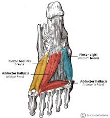 <p>Adductor hallucis action</p>