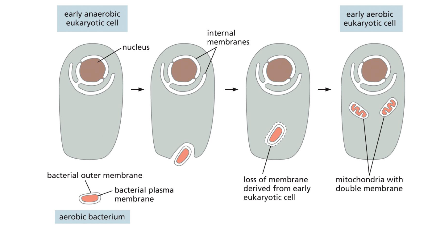 <ul><li><p>aerobic bacterium engulfed by anaerobic eukaryotic cell</p></li><li><p>aerobic bacterium loss plasma membrane and split into mitochondria w/ double membrane</p></li><li><p>becomes early aerobic eukaryotic cell</p></li></ul>