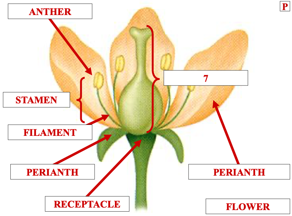 <p>name structure 7</p>