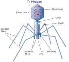 <p>T4 bacteriophage</p>