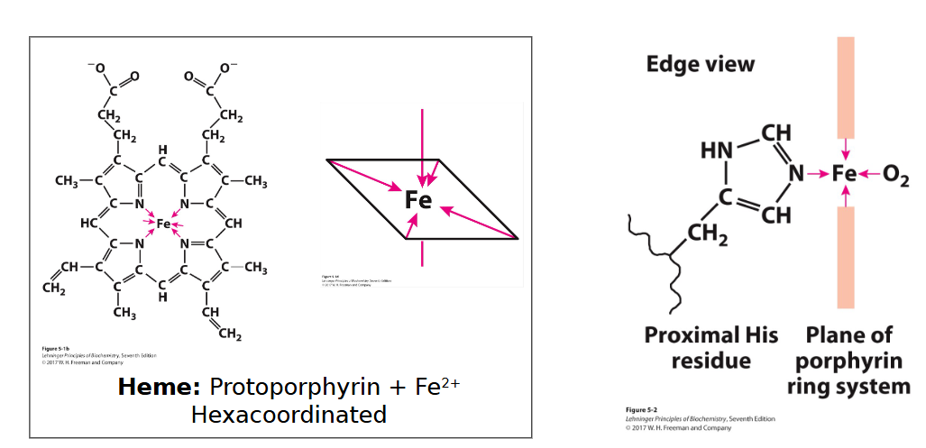 <ul><li><p>Planar ring called protoporphyrin with Fe<sup>2+</sup>&nbsp;In the center connected to 4 nitrogens&nbsp;</p></li><li><p>Fe<sup>2+</sup> can connect to 6 binding sites, but the nitrogens that are part of the protoporphyrin ring only connect to 4 (in the plane of heme), leaving 2 open. </p></li><li><p>A proximal histidine is occupying one of the 2 open binding sites </p></li><li><p>Leaving one open for O<sub>2</sub></p></li></ul><p></p>